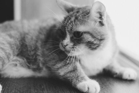 Portrait of a domestic cat in retro style.の写真素材