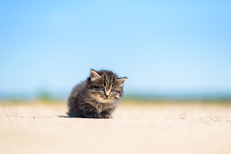 Portrait of a small gray kitten with a very blurred background on a sunny day on the ground.の写真素材
