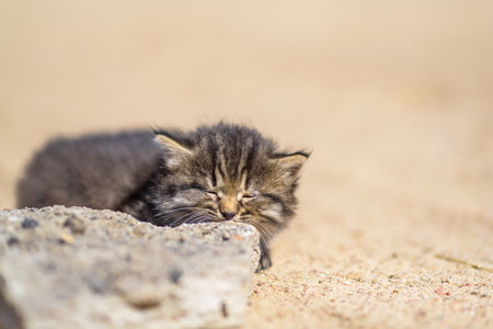Portrait of a small gray kitten with a very blurred background on a sunny day on the ground.の写真素材