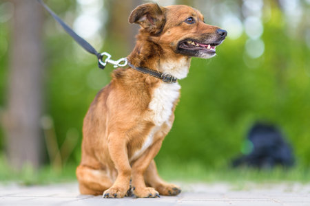 Beautiful dog on a leash posing outdoors.