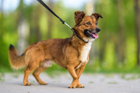 Beautiful dog on a leash posing outdoors.の写真素材