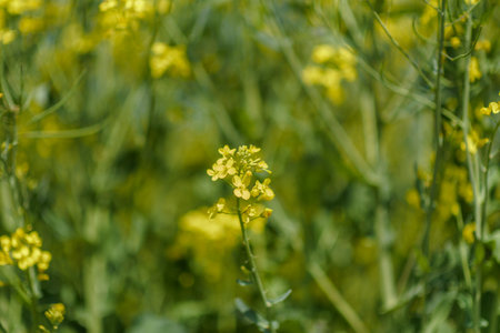 Blooming field of rapeseed. Photographed close-up at summer afternoon.の写真素材