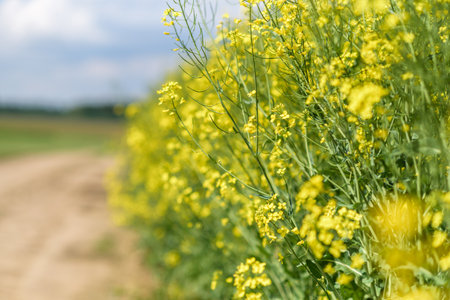 Blooming field of rapeseed. Photographed close-up at summer afternoon.の写真素材