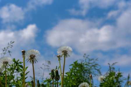 A field of dandelions with a blurred background.の写真素材