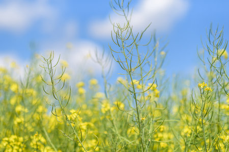 Blooming field of rapeseed. Photographed close-up at summer afternoon.の写真素材
