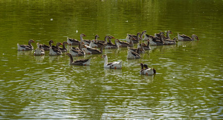 group of ducks swimming in the lake in summer, closeup of photo