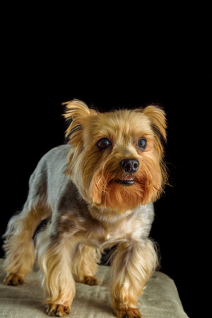 portrait of a Yorkshire terrier in a photo studio on a dark backgroundの写真素材