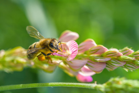 The bee collects honey on the flowers of lupine. Photographed in close-up.