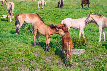 Horses on the field in the summer on a sunny day.の写真素材