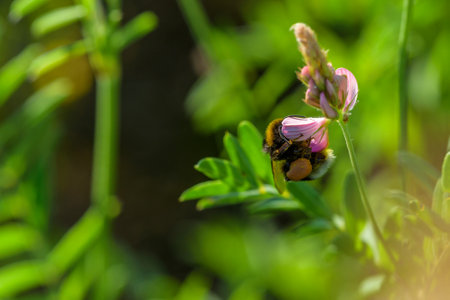 A bee collects nectar inside a flower.の写真素材