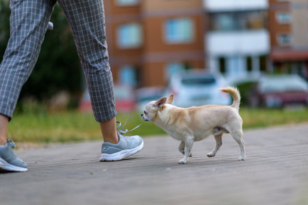 Portrait of chihuahua close-up outdoors.の写真素材