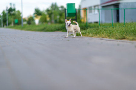 Portrait of chihuahua outdoors.の写真素材