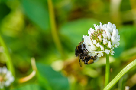 Bee collects honey on wildflowers. Photographed close-up.の写真素材