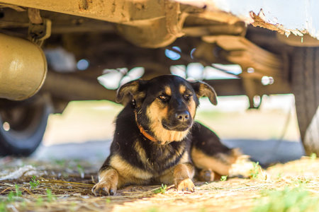 The dog lies under the car in the shade.の写真素材