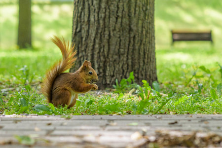 Squirrel plays in the summer in the park.の写真素材