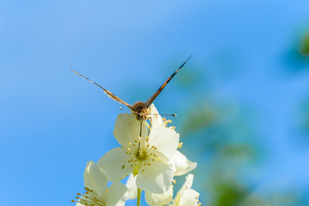 Butterfly on white flower on the background of the sky close-up.の写真素材