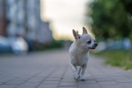 Portrait of chihuahua close-up outdoors.の写真素材