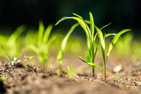 A green sprout in the ground. Closeup photographed.