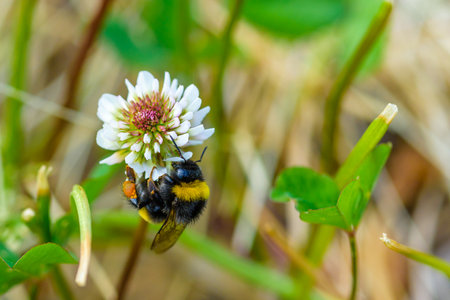 Bee collects honey on a clover flower. Photographed close up.