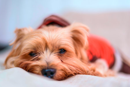Yorkshire Terrier dog lying on the bed with a red pillow