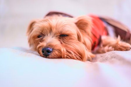 Yorkshire Terrier puppy lying on the bed. Close-upの写真素材