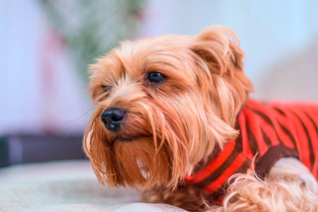 Yorkshire Terrier in red clothes lying on the sofa at homeの写真素材