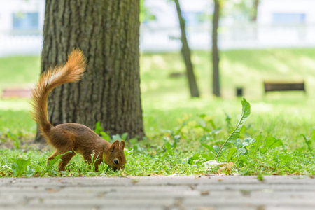 Squirrel plays in the summer in the park.の写真素材