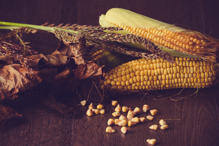 Ripe corn cobs on a dark wooden background.の写真素材