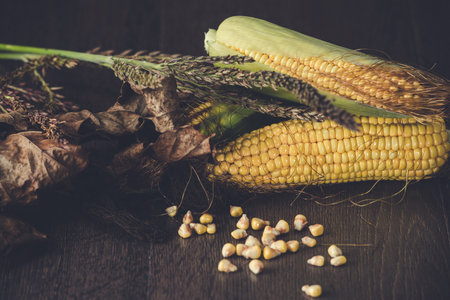 Ripe corn cobs on a dark wooden background.の写真素材