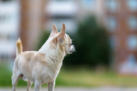 Little chihuahua on the grass in the park in summer.の写真素材