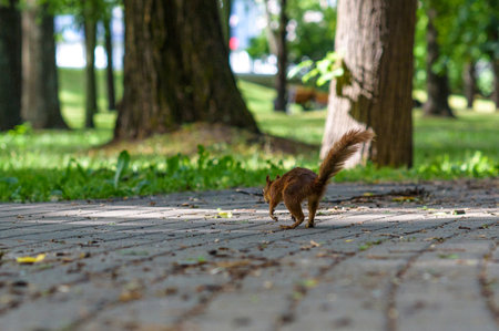 Squirrel plays in the summer in the park.