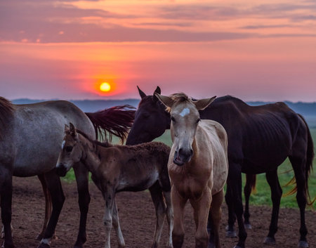 Horses and foal on the background of the setting sun.の写真素材