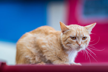 Portrait of red-haired cat close-up, with strongly blurred rear background.の写真素材