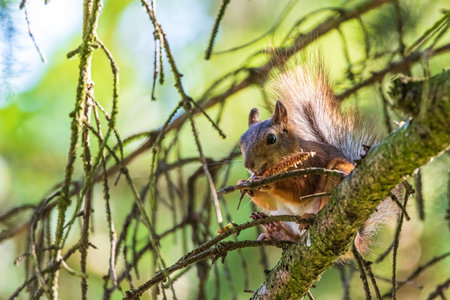 Squirrel on the tree eats. Photographed closeup.の写真素材