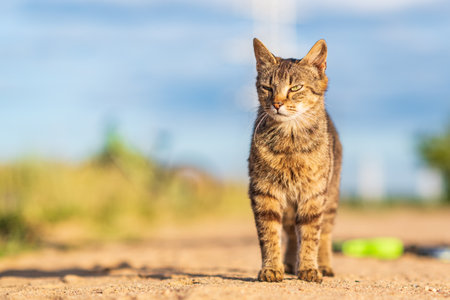 Wild gray cat is sitting on the road. Photographed close-up.の写真素材