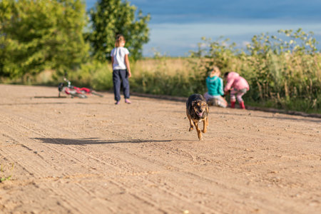 A stray dog runs along the road.の写真素材