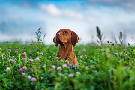 Hungarian magyar vizsla closeup.の写真素材