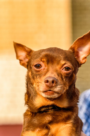 Very close-up portrait of a small domestic dog.の写真素材
