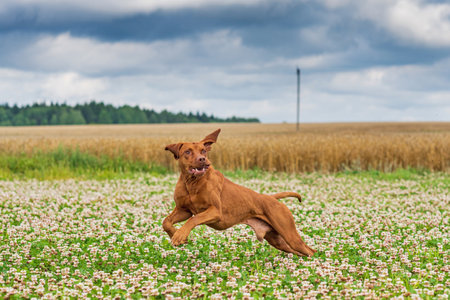A hunting dog is chasing prey. Photographed close-up in motion.の写真素材