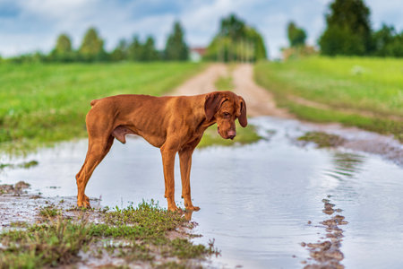 A sad dog is standing in a puddle on the field.の写真素材