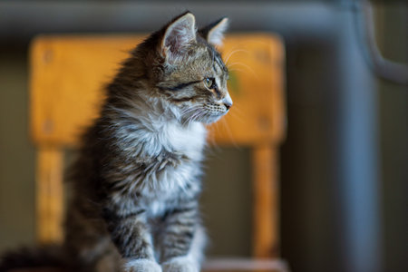 Little gray kitten sitting on a wooden stool.の写真素材