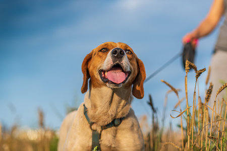 A dog on a leash in a field. The dog is smilingの写真素材