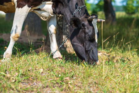 A cow grazes on the field and eats grass. Photographed close-up.の写真素材