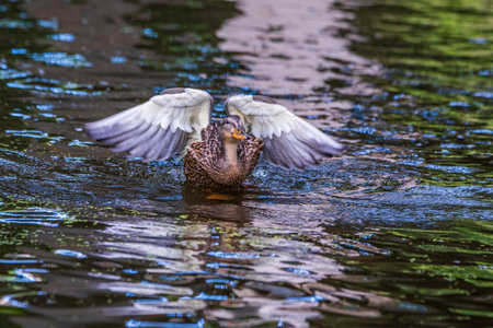 A duck flaps its wings. Photographed close-up.の写真素材