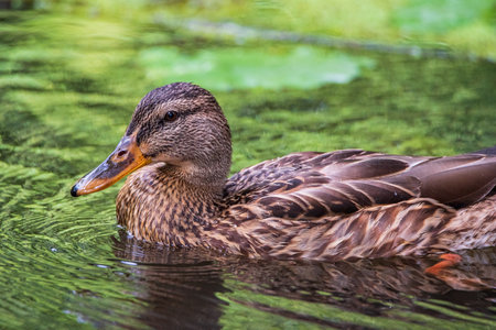Close-up portrait of a duck in water.の写真素材