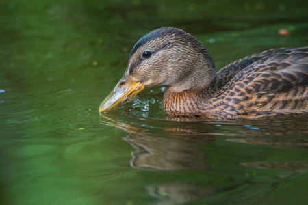 Very close-up portrait of a duck on the water of the emerald water of a lake.の写真素材