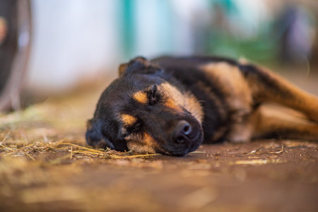 A tired dog lies on the ground. Photographed close-up.の写真素材
