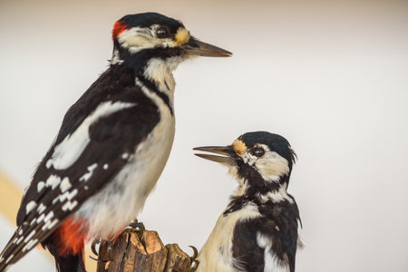 A close up of two woodpeckers.の写真素材