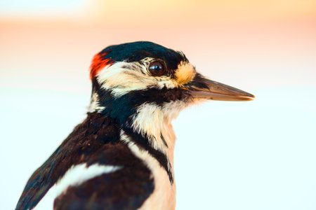A close up of a woodpecker.の写真素材