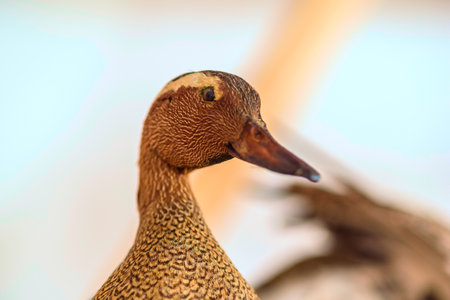 Stuffed bird close up.の写真素材